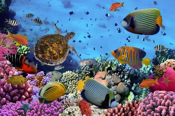  colorful coral reef with many fishes © vlad61_61