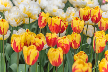 Beautiful tulips flower field