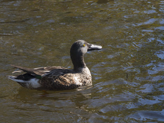 duck on water