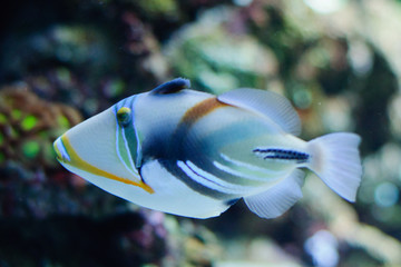 Beautiful Picasso or Humu humu Trigger fish 
