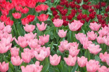 Beautiful tulips flower field