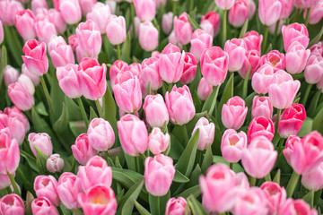 Beautiful tulips flower field
