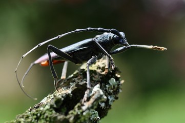 Grand capricorne mâle mort de près