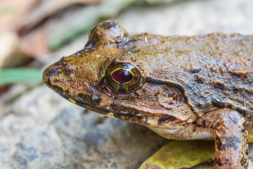 Closeup of Asian River Frog