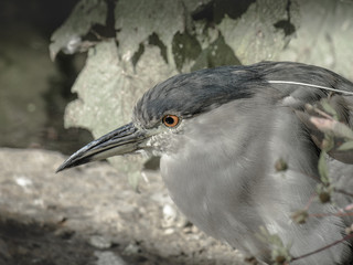 Obraz premium Black-crowned night heron