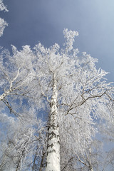 Winter birch trees forest