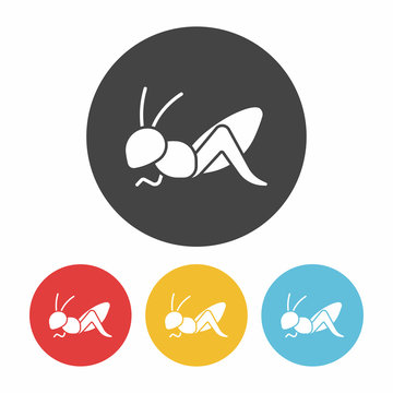 insect icon