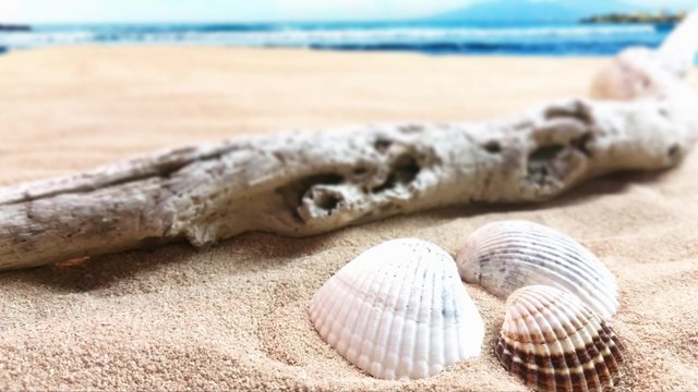 4K shells on the beach