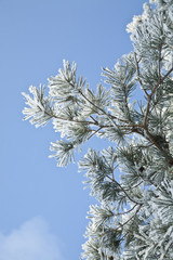 branch of fir-tree in to snow
