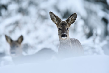 Obraz premium Roe deer (Capreolus capreolus) in winter. Roe deer on snow. Winter. Cold. Snow.