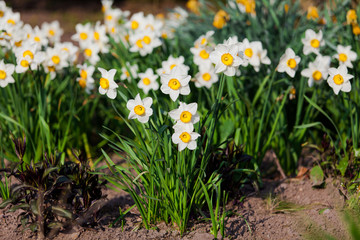Fototapeta premium spring flowers. Yellow Narcissus flowers in the garden