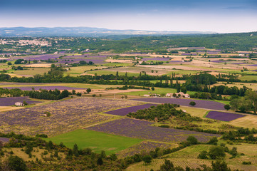 Aerial the lavender fields in Provence, France