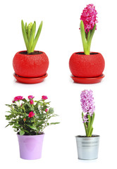 Set collection flowers in pot isolated white background