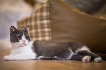 A scottish fold cat lays on the wooden floor 