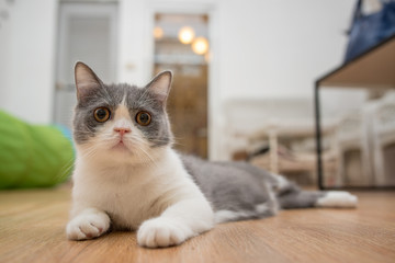 A scottish fold cat lays on the wooden floor 