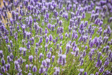 Close-up look of lavender bush.