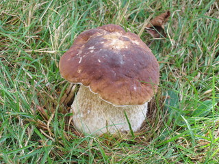 Cep (Penny Bun) mushroom in a grassy clearing in Autumn