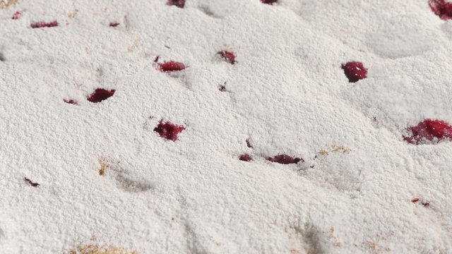 Tasty cherry cake powdered with sugar dust 4K 2160p UHD footage - Sour cherry spone cake close-up 4K 3840X2160 UHD video