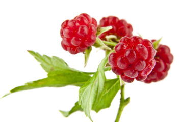 berries of raspberry