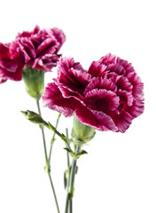 flowers of carnation