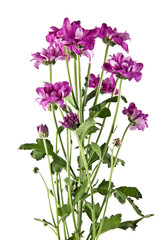 Obraz premium flowers