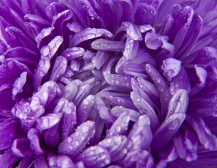 petals of the flower
