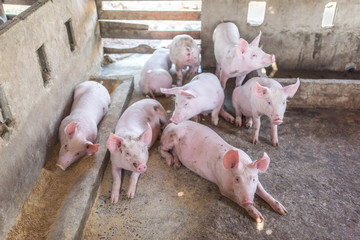 Young pigs in a pig pen