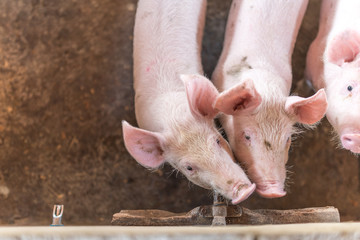 Young pigs in a pig pen