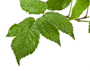 leaves of raspberry