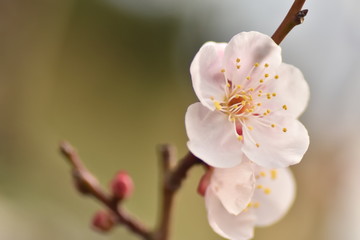 横須賀市田浦梅の里の梅の花