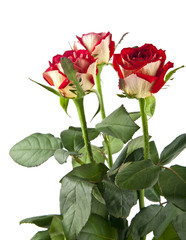 Obraz premium rose