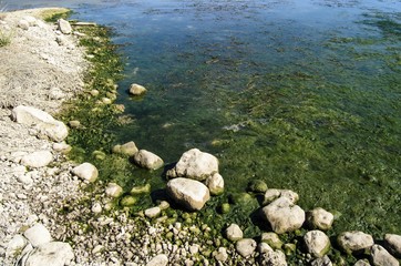 Stones on river, covered with seaweed