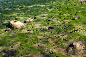 Stones on river, covered with seaweed