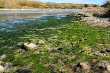 Stones on river, covered with seaweed