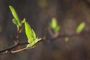 A macro detail view of early March springtime buds in North Carolina.