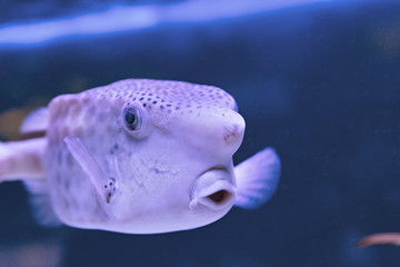 Thornback boxfish Tetrasomus gibbosus - solitair fish swimming close to the sandy bottom at the beautiful shallow lagoon of the Red Sea, Egypt