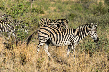 Fototapeta na wymiar Group of zebras in savannah plains 
