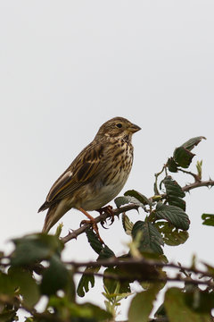 strillozzo (Emberiza calandra) su cespuglio di rovo