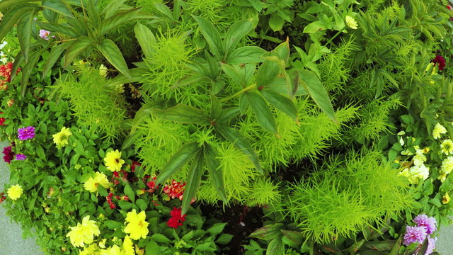 Flower Garden in city park