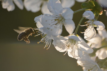 Pszczółka nad kwitnącą wiśnia © Robtas