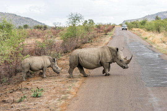 Rhinos are crossing the road 