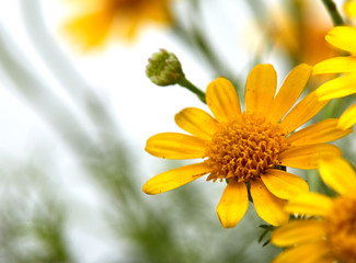 Field of yellow daisy