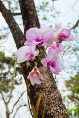 Purple orchid in a garden with green bokeh background.