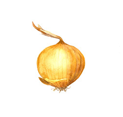 yellow onion bulb