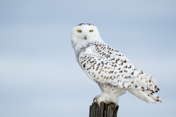 Harfang des neiges, Bubo Scandiacus