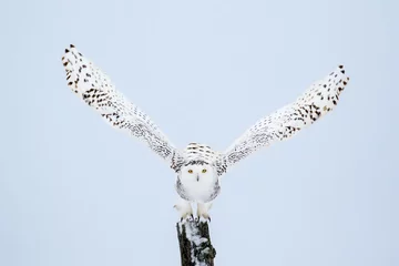 Photo sur Aluminium Hibou Snowy Owl, Bubo Scandiacus