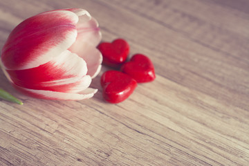 Photograph of a red and white tulip with three red hearts on wooden surface 