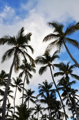 Fototapeta na wymiar Palm trees and sky, view from below. Dominica