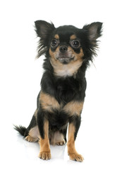 young longhair chihuahua