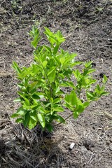 fresh lime tree in vegetable garden
